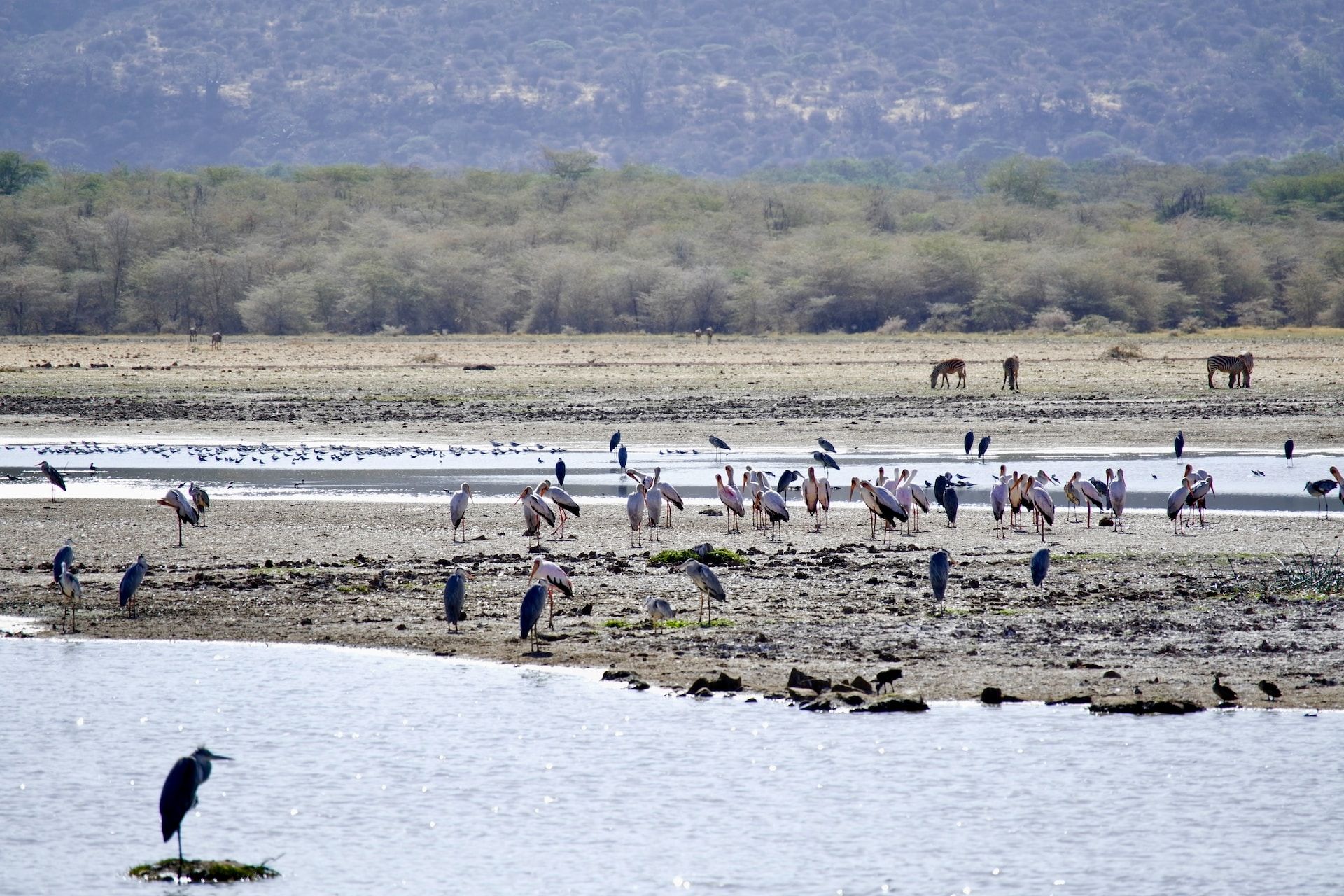 A flock or birds standing near a body of water in Lake Manyara National Park, Arusha, Tanzania