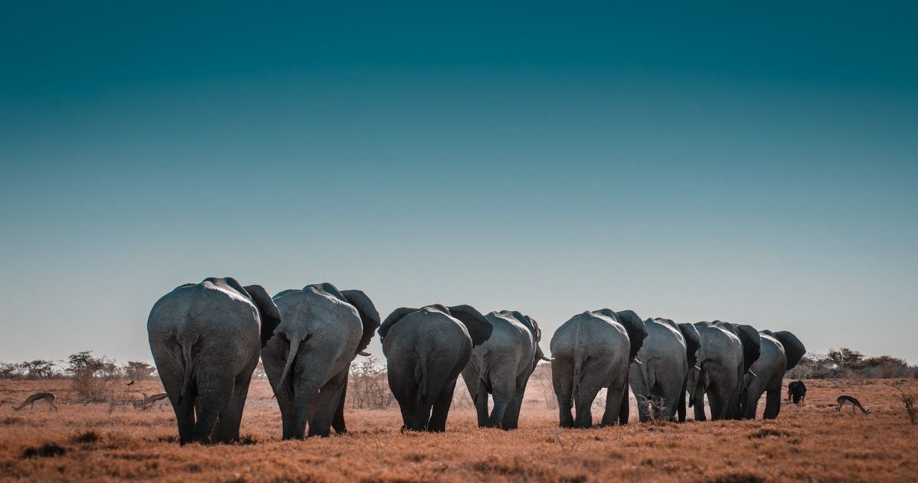 Namibia's National Parks: 10 Best Places For A Safari In Africa
