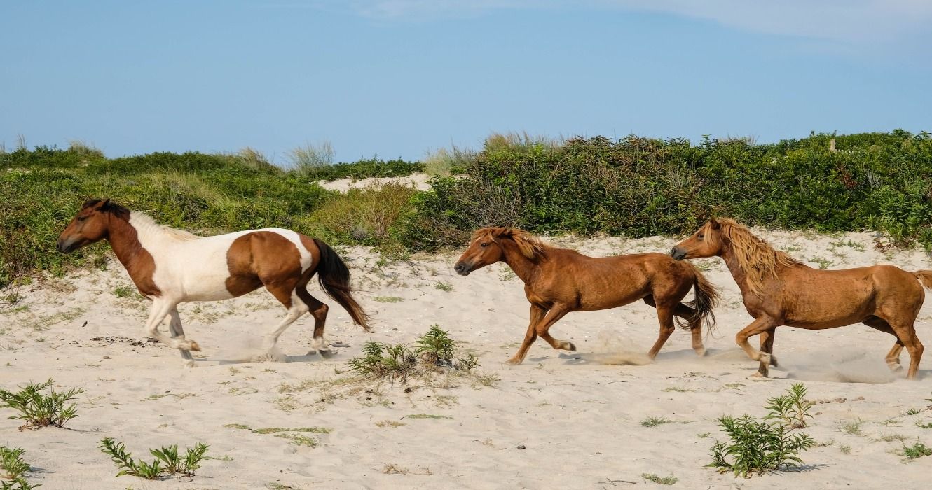 Wild horses running along a beach on Assateague Island, United States