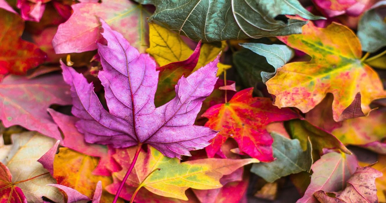 Beautiful multi-colored fall foliage leaves on the ground