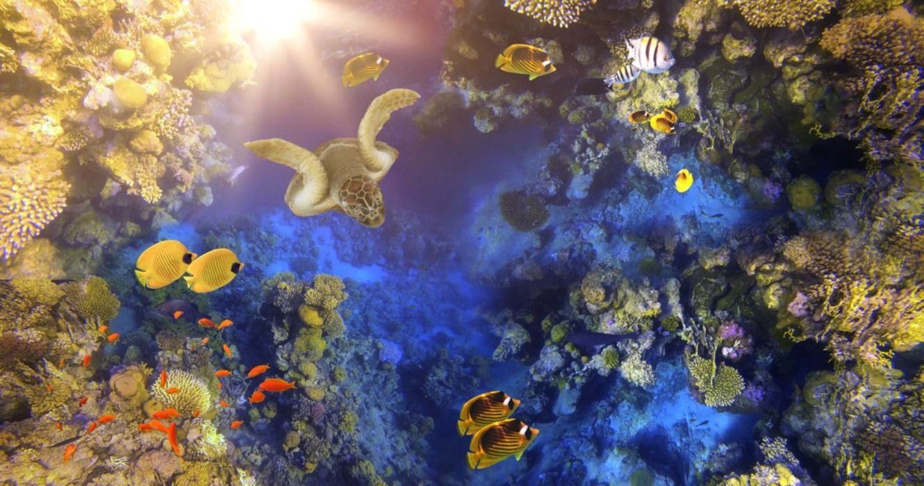 Coral reef, sea turtle, and fish in the Red Sea in Egypt