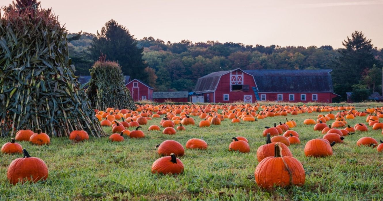 Pumpkins ready for picking near red barn on a farm in the fall, USA