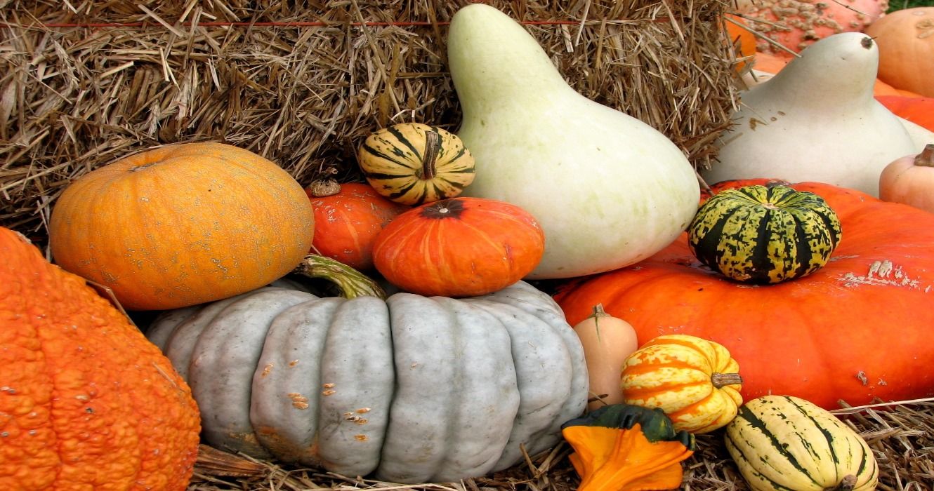 Gourds and pumpkins at a farm stand in the fall on Long Island, New York, USA