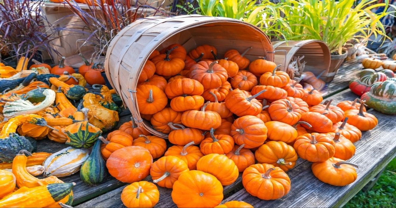 Orange pumpkins falling out of a wooden basket during a harvest in New Hampshire, USA