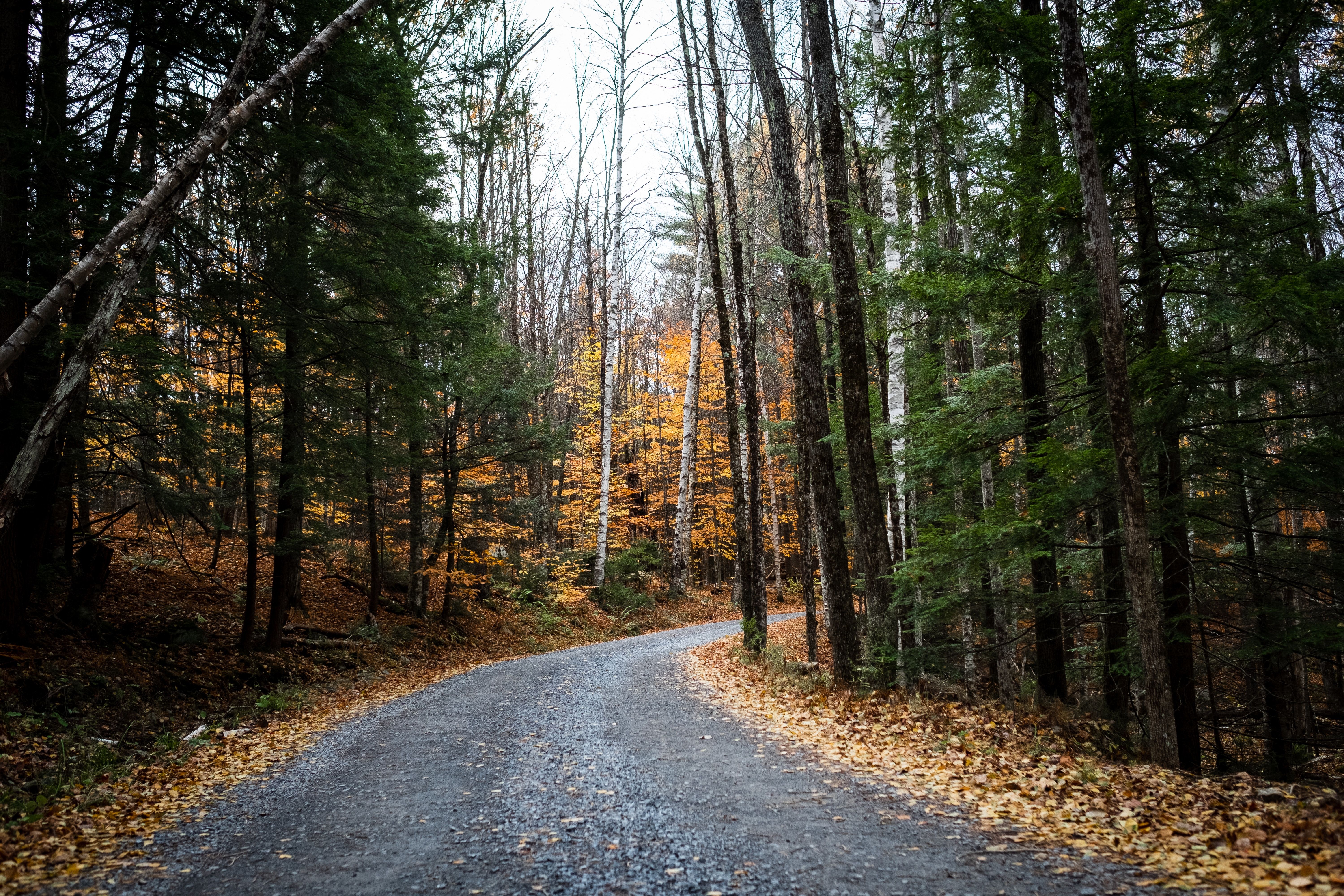 Trail with orange foliage in the Adirondack Mountains