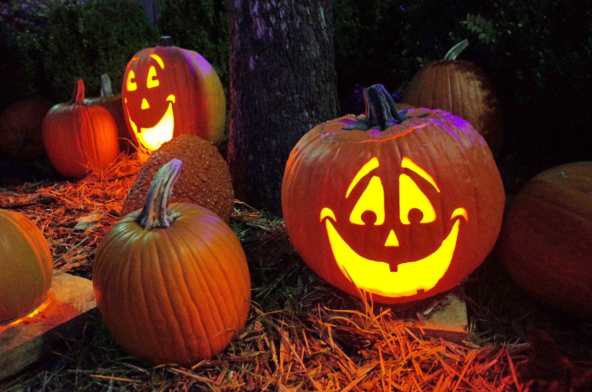 Decorated pumpkins outside during the Autumn season