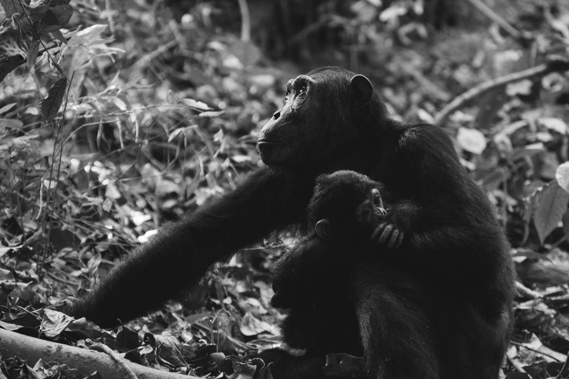 Chimpanzee mother and child in Mahale Mountains National Park, Tanzania