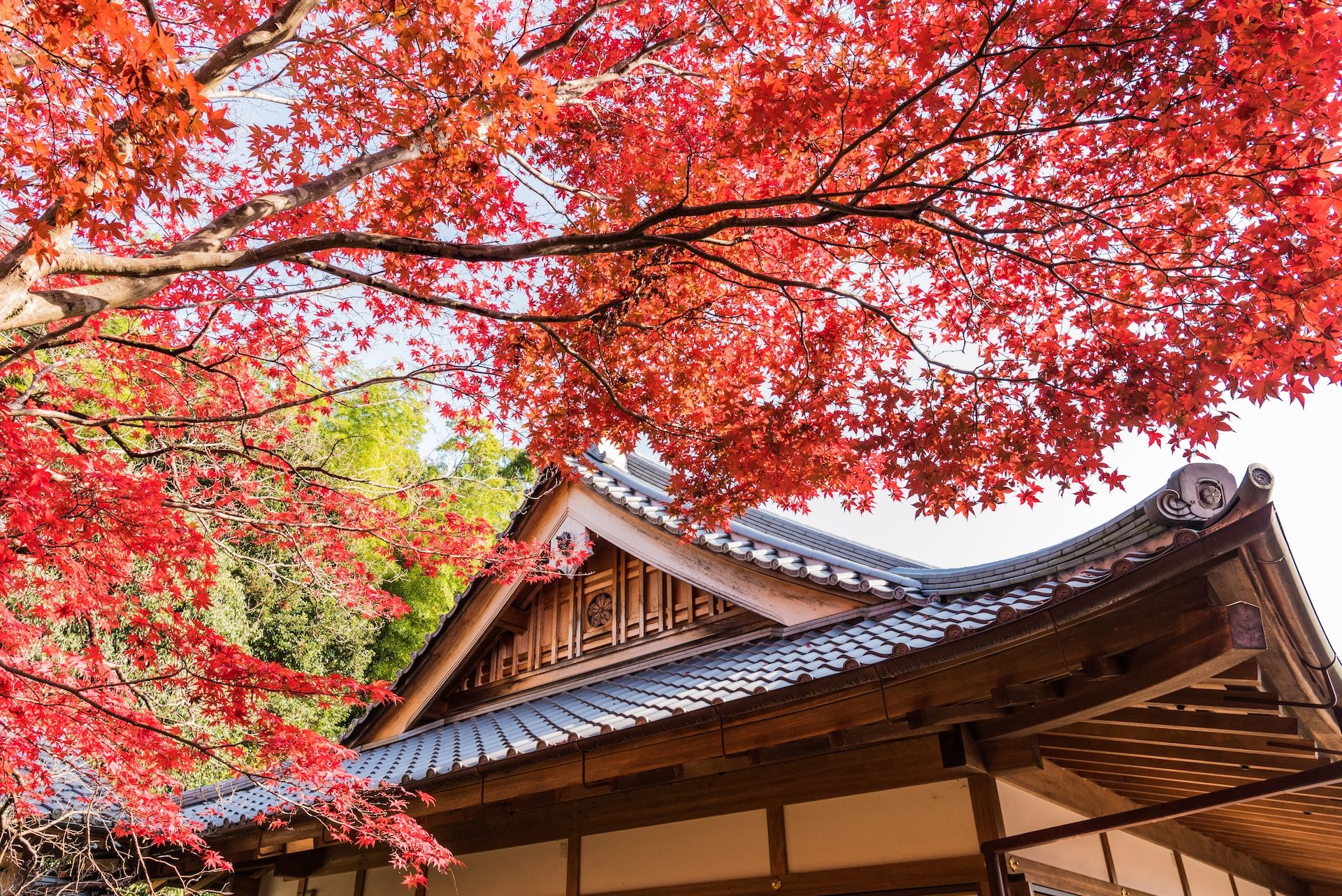 Beautiful Roof And Japanese Maple In Kyoto, Japan
