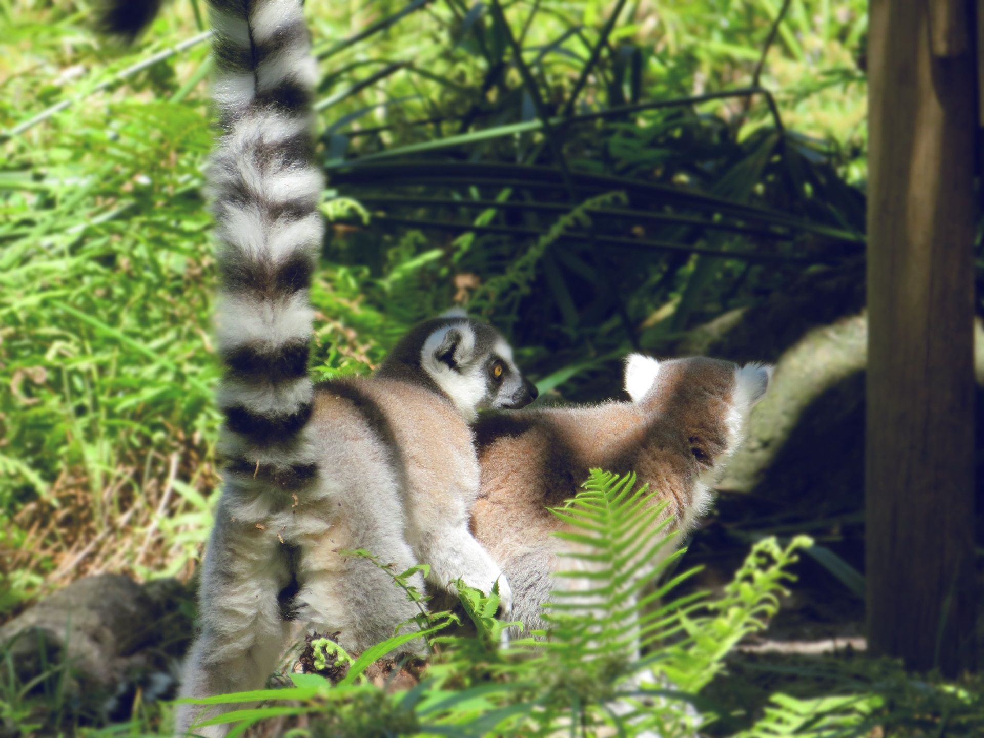 Ring-Tailed Lemurs at Palm Beach Zoo, Florida