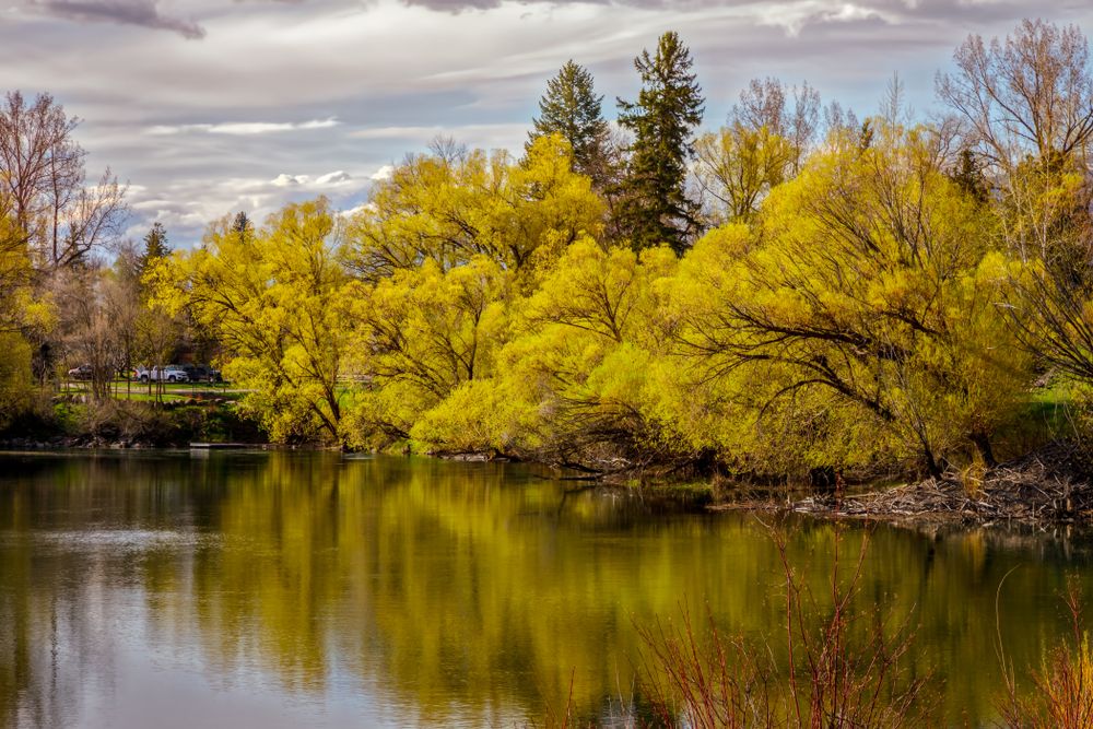 spring foliage along the Whitefish River