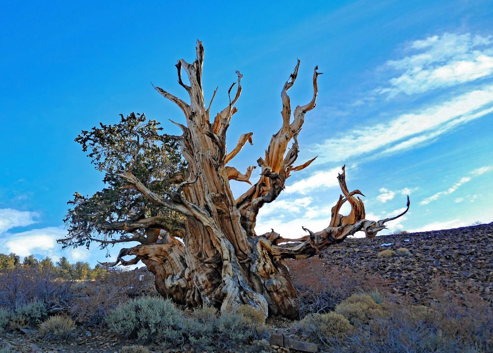 The 4000-year-old Methuselah tree