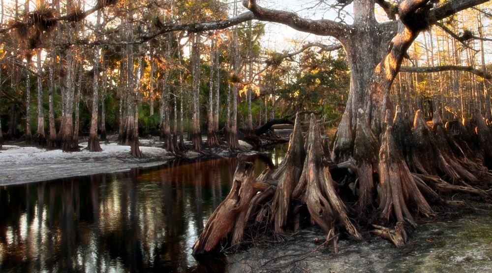 Fisheating Creek, the heart of Wild Florida, USA