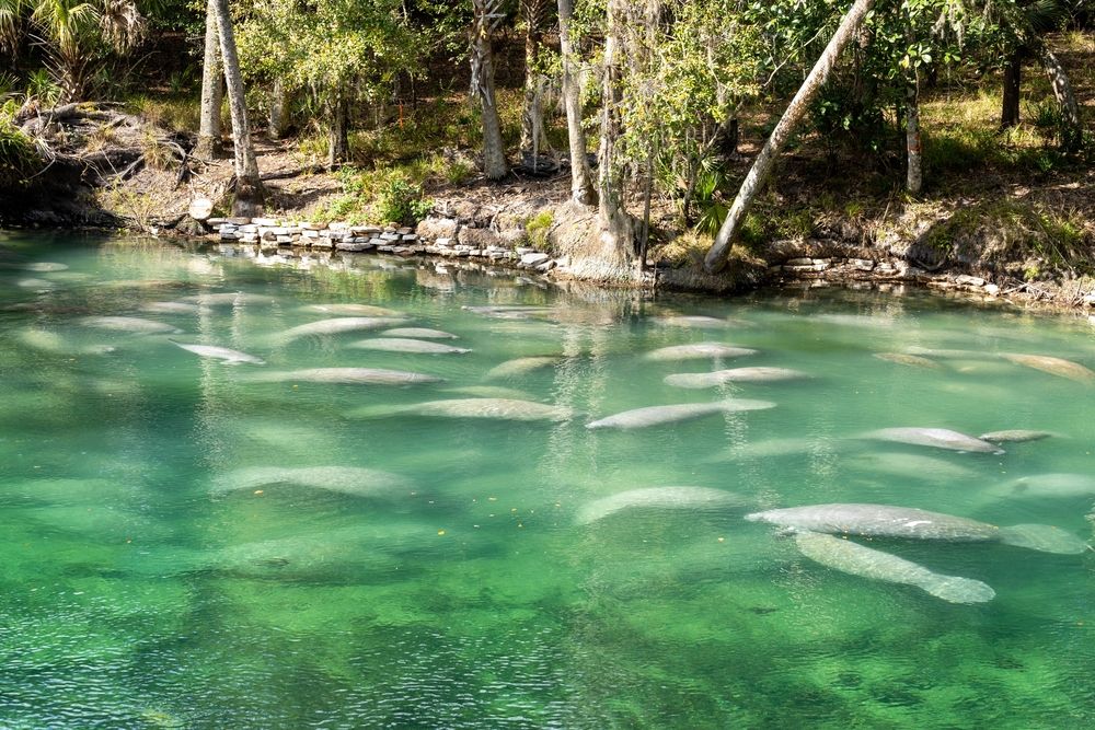 A herd of Florida Manatee swimming in the crystal-clear spring water at Blue Spring State Park in Florida
