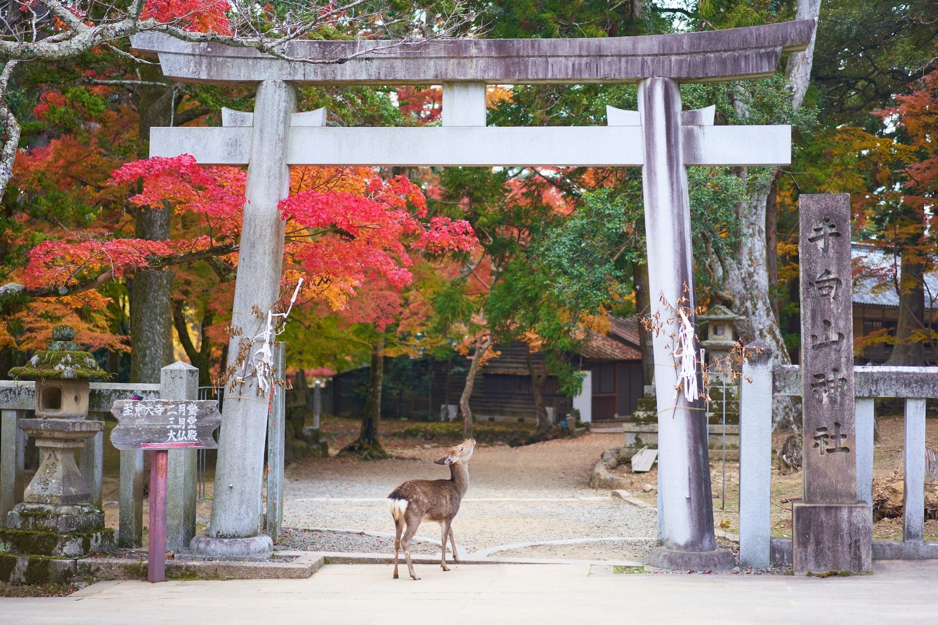 A spotted deer in Nara Deer Park, Nara, Japan in the autumn under a tori gate