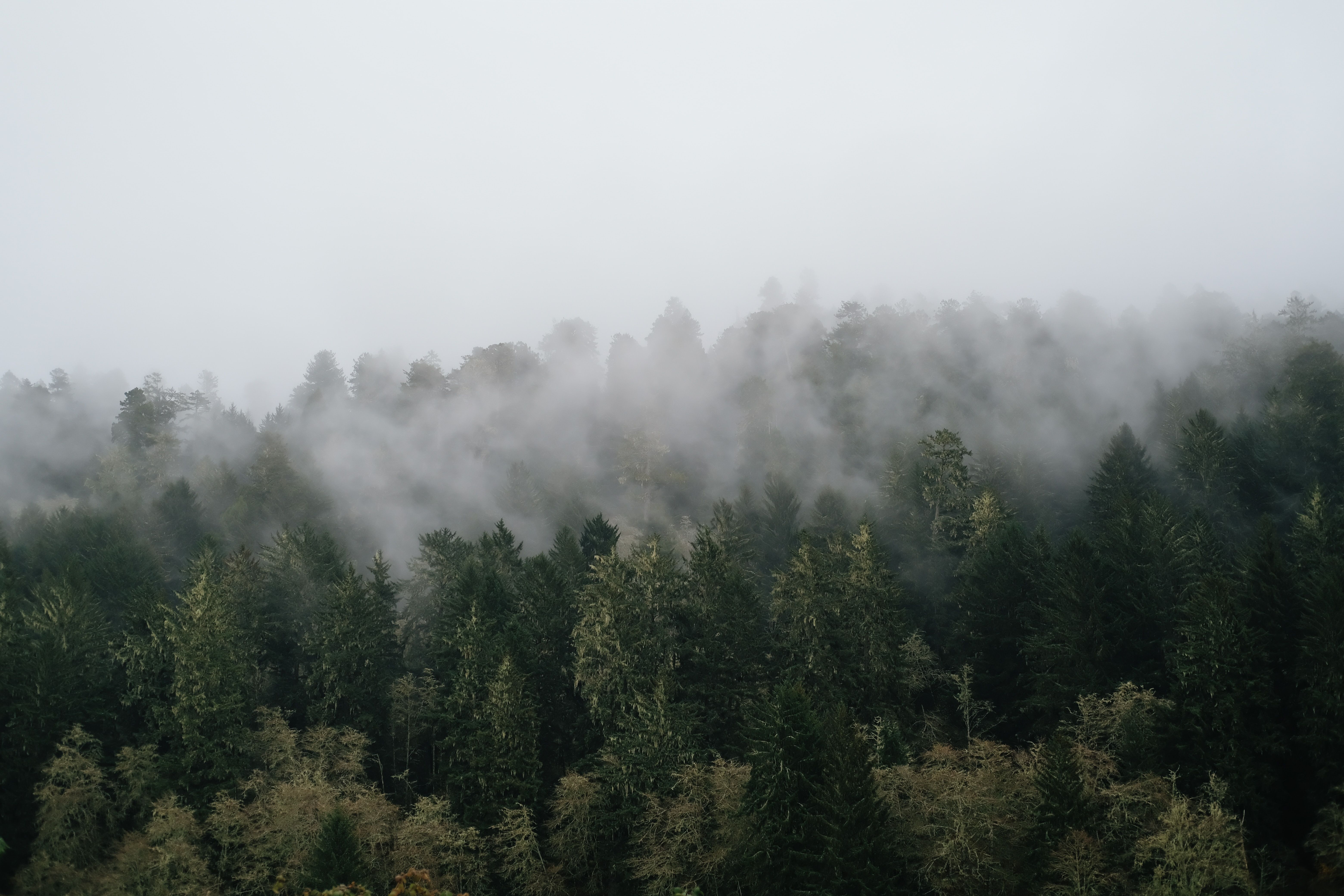 A foggy forest full of trees in the Klamath Mountains in California, USA