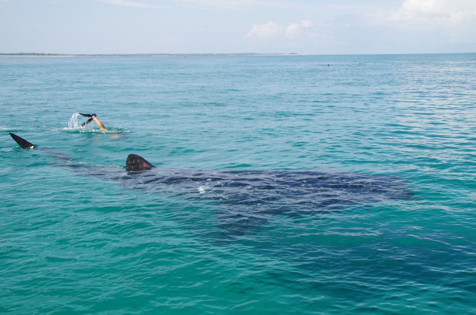 A person swimming with whale sharks in Mafia Island, Tanzania