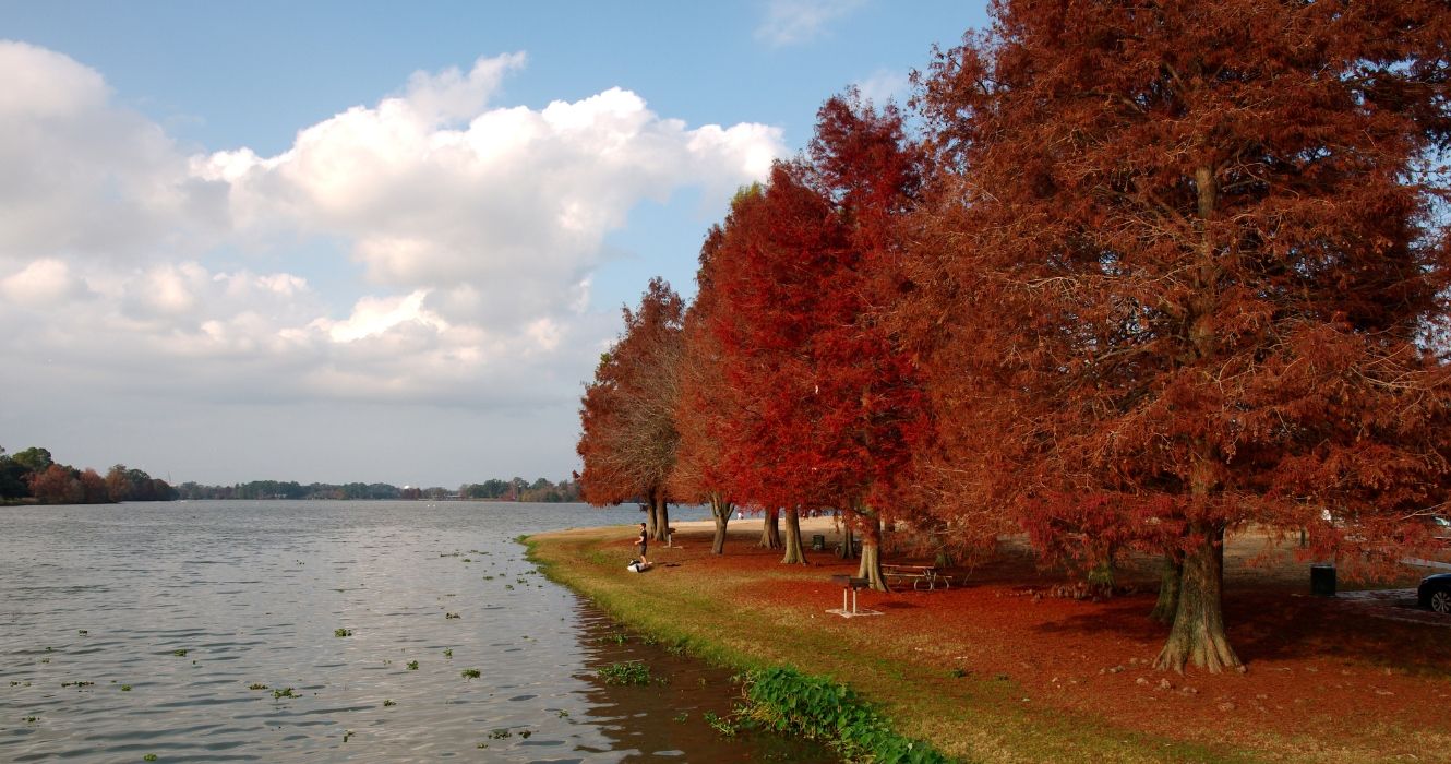 View of Cypress trees with red leaves at University Lake, Baton Rouge LA