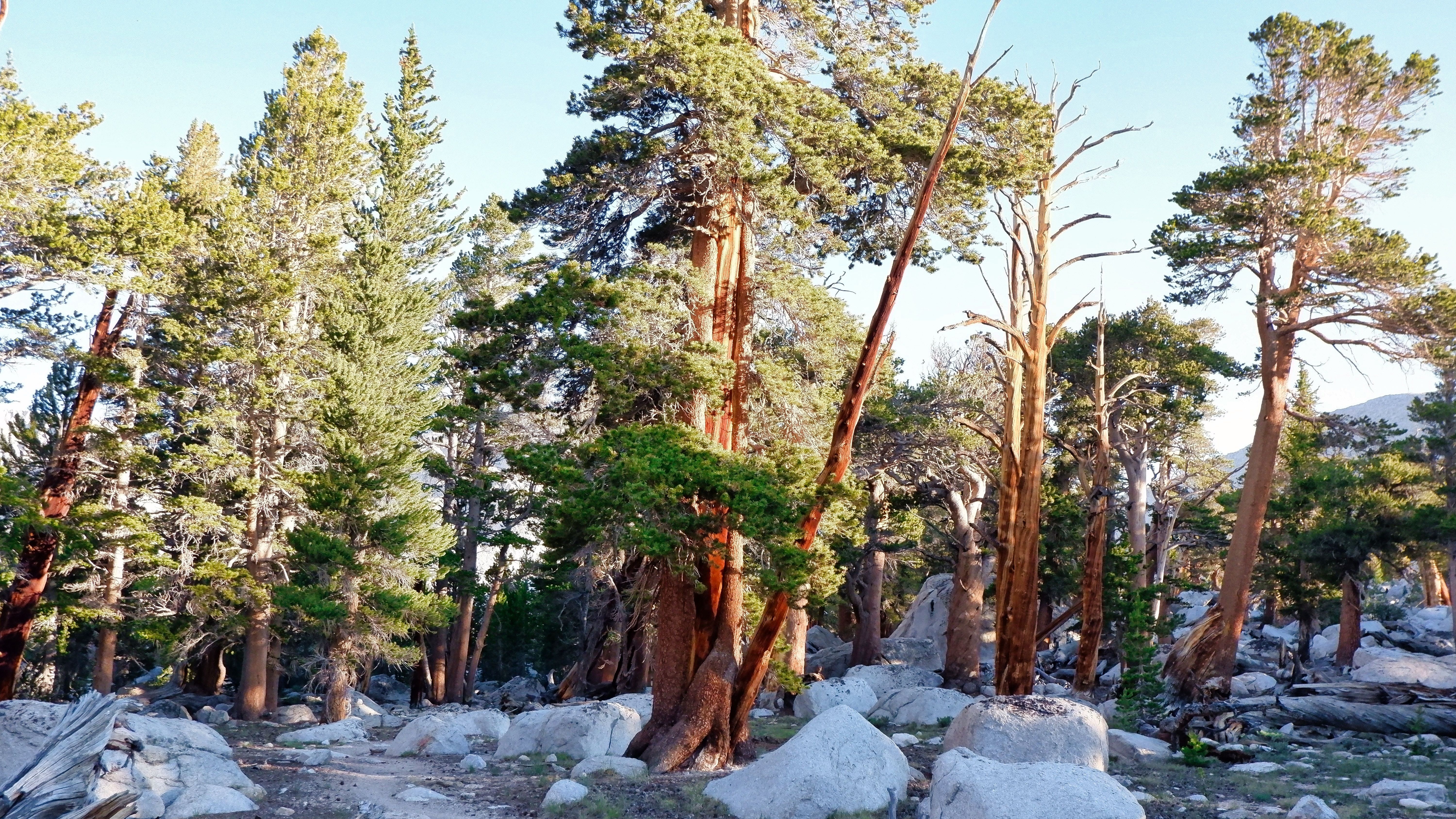 Green and brown trees in the Inyo Mountains in California, USA