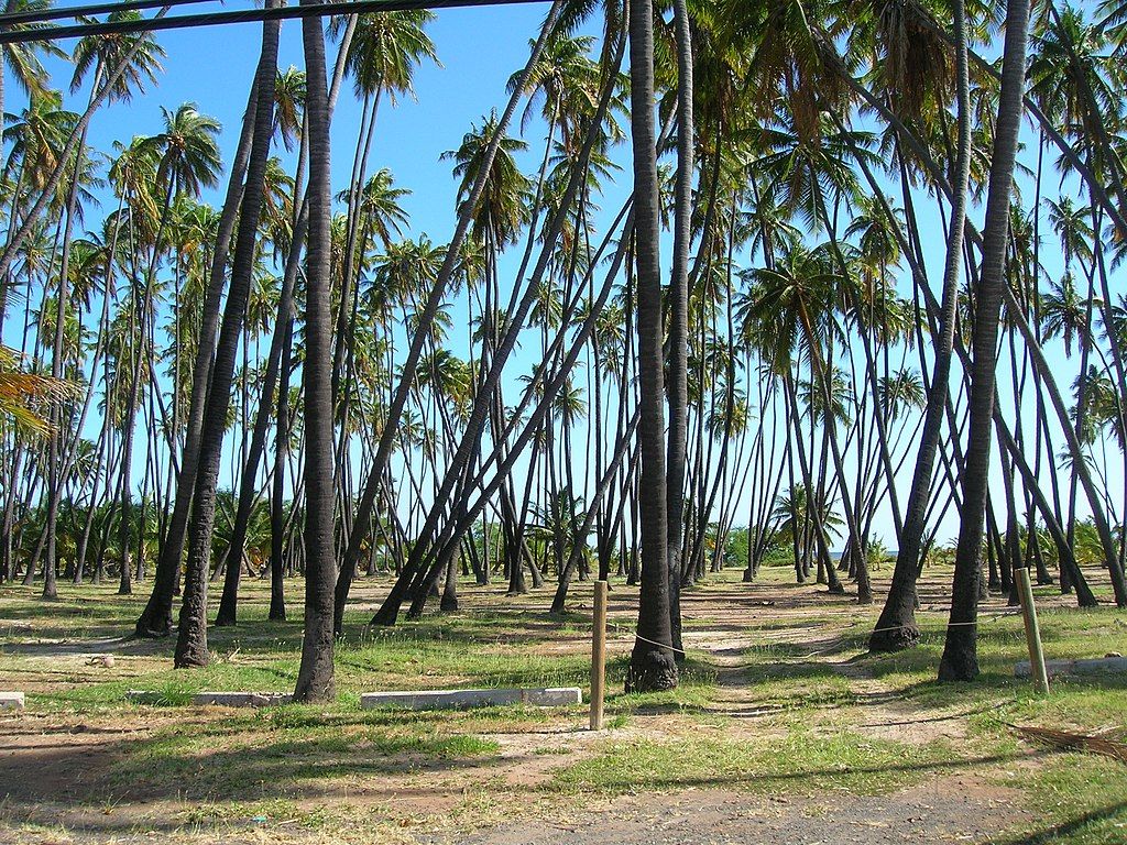 Coconut trees in Molokai, Hawaii