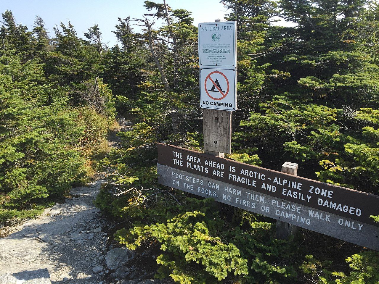 Long trail state forest sales
