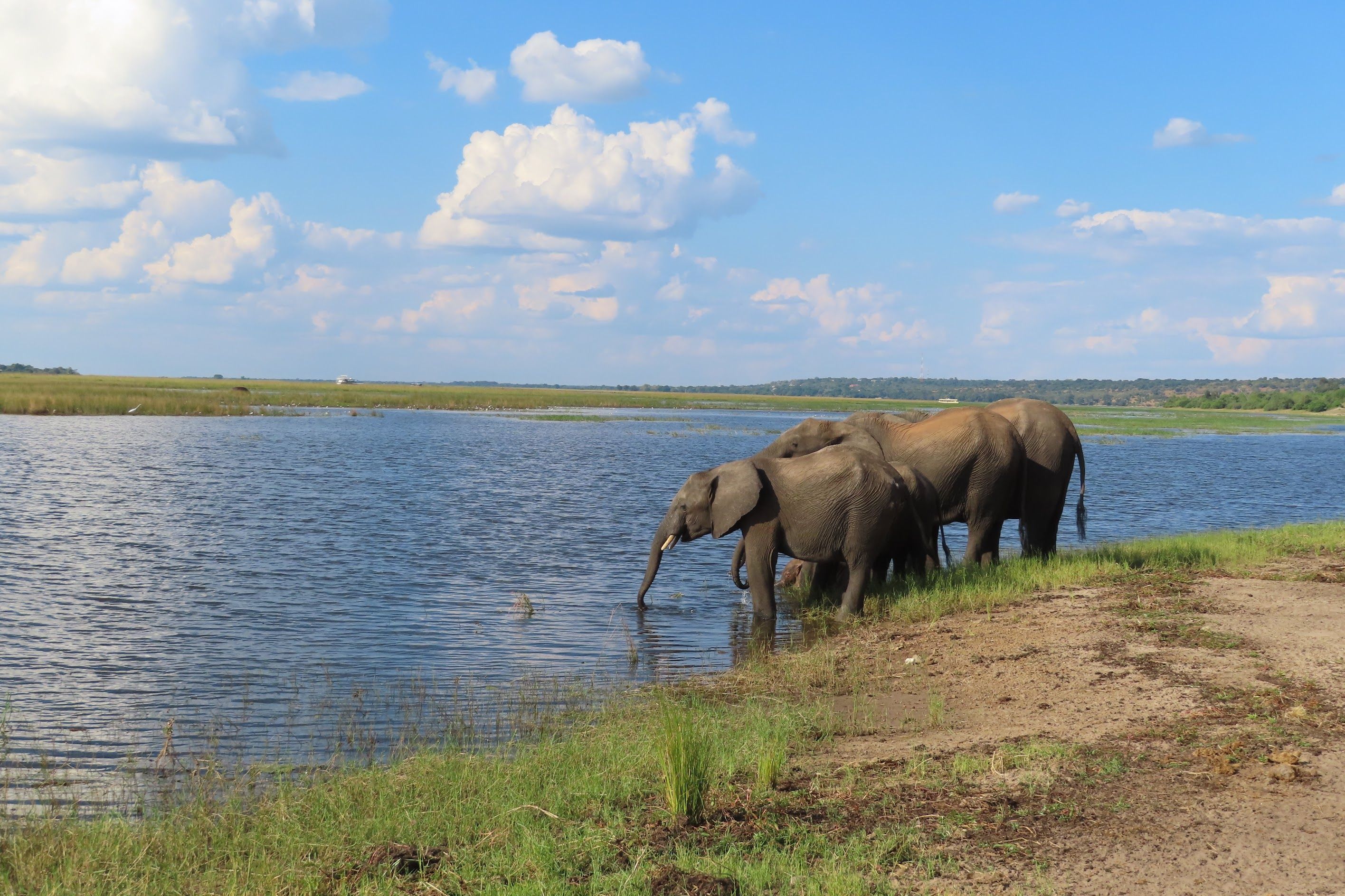 Elephant family by the Chobe River, Chobe Game Lodge, Botswana