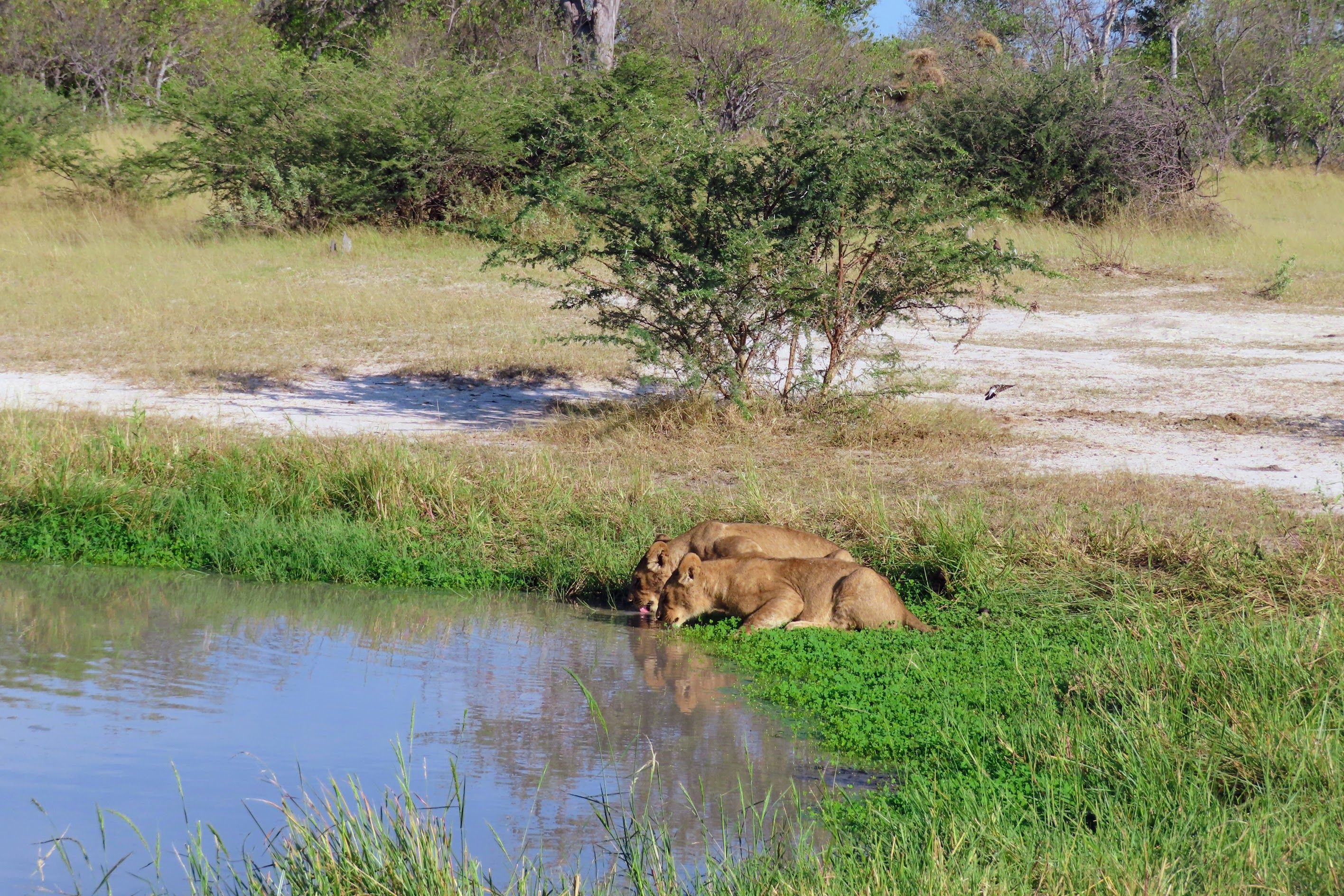 Lions enjoying a drink after a heavy meal, Moremi Game Resere, Botswana 