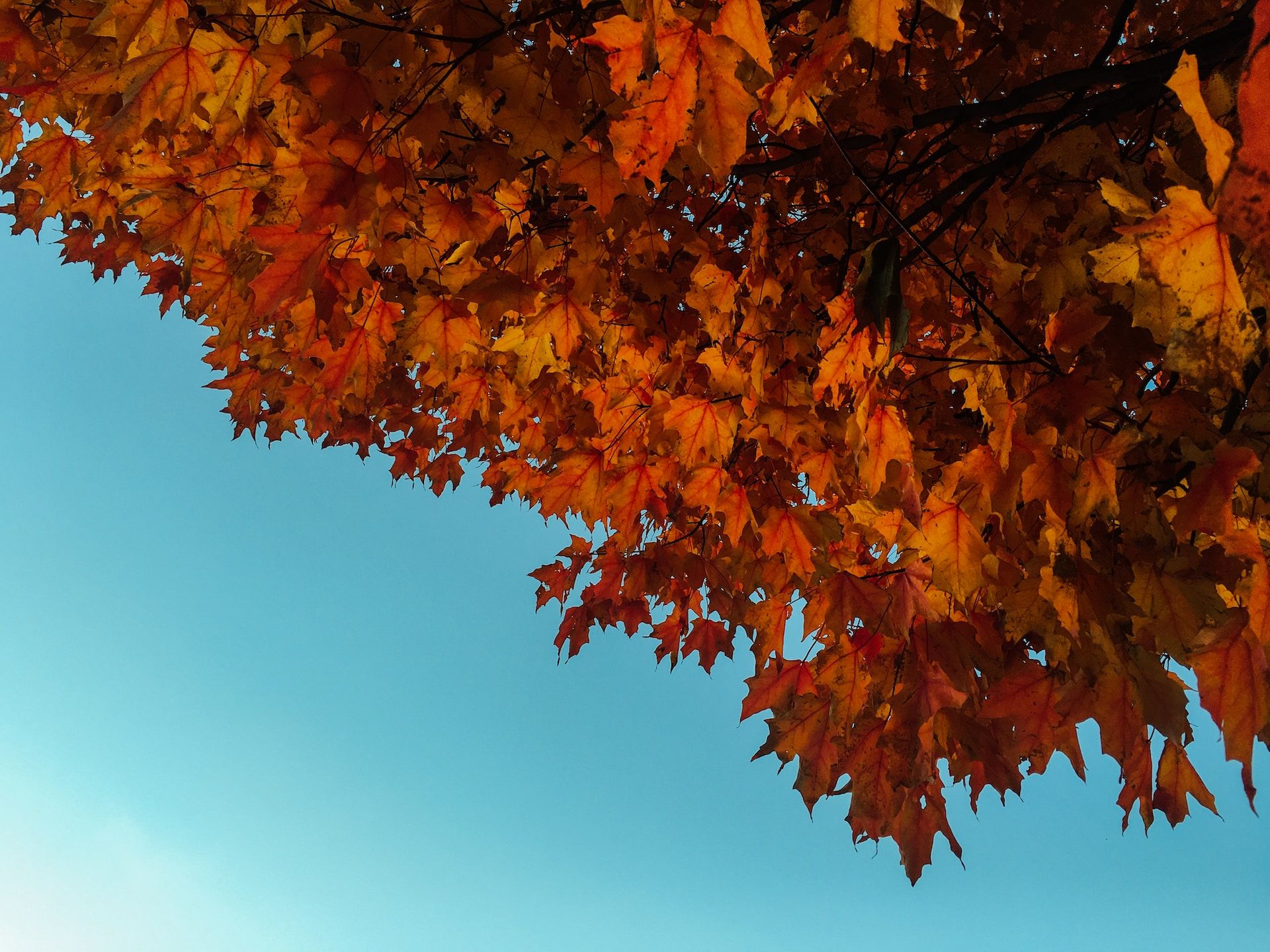 Red maple leaves against blue autumn sky