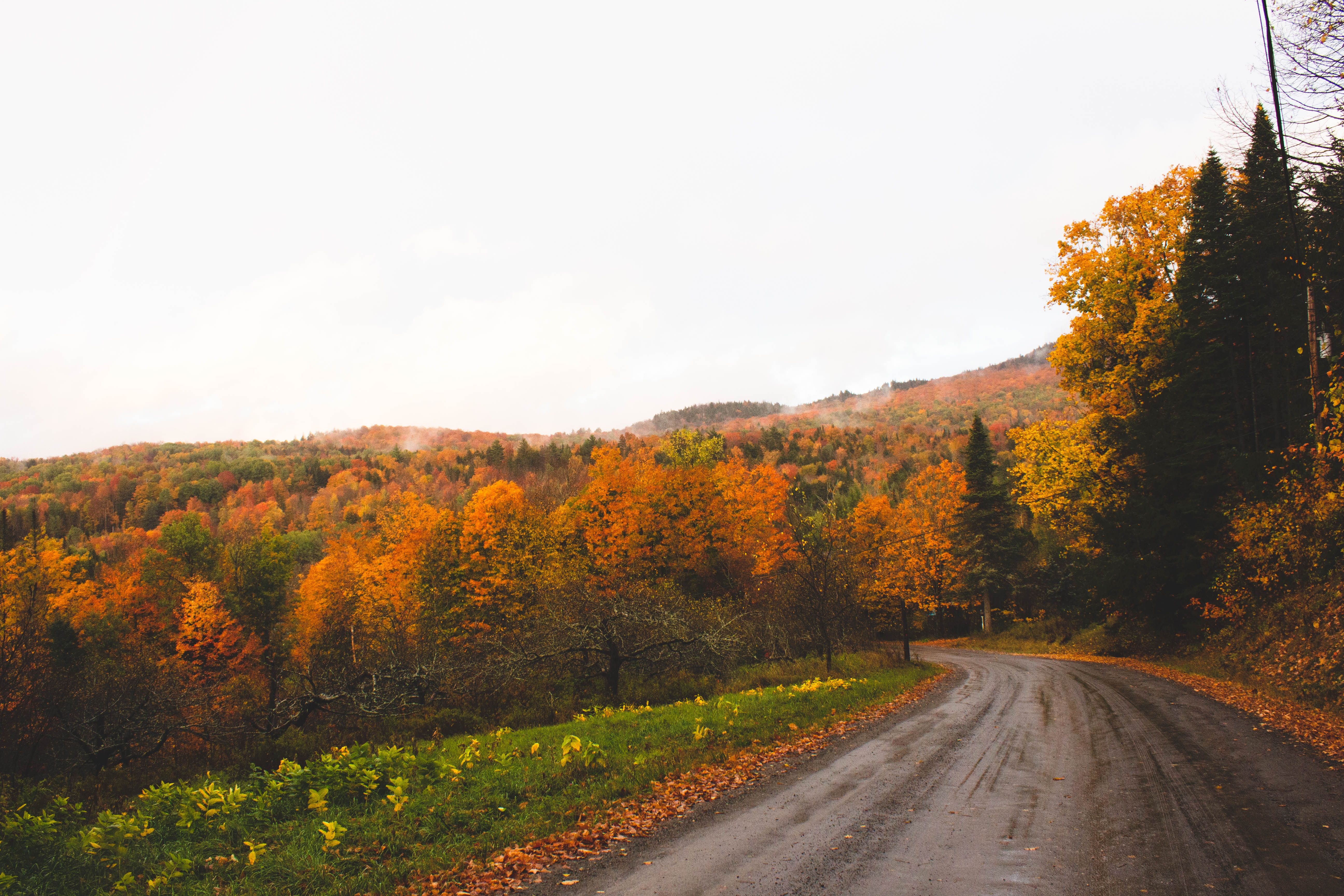 Asphalt road between beautiful fall foliage in Vermont, USA