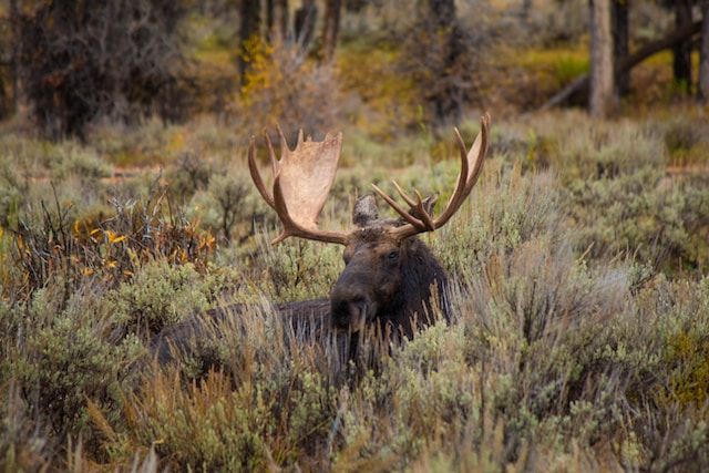 A moose in Jackson Hole, Wyoming, USA