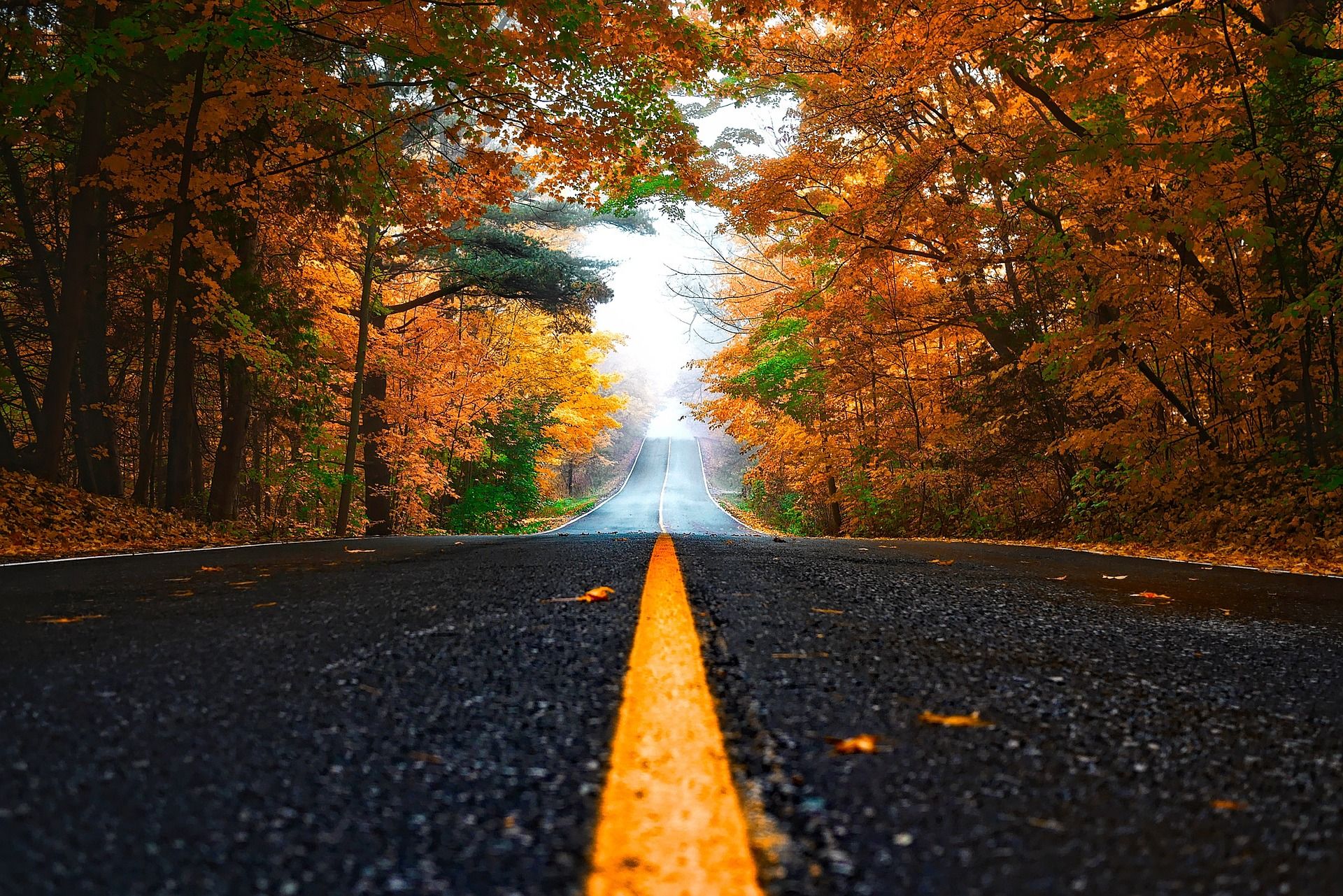 Road surrounded by foliage