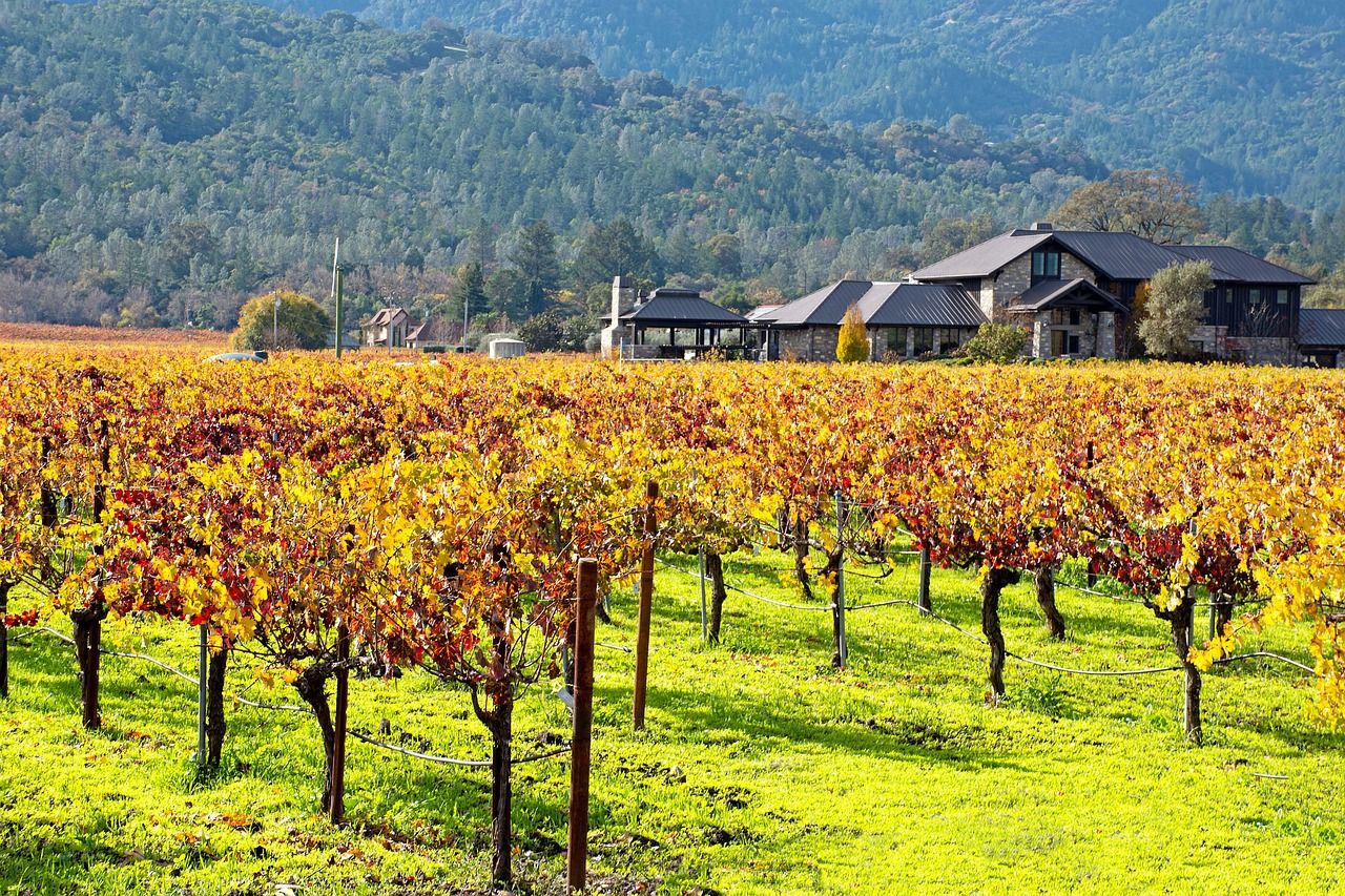 A beautiful view of a vineyard in Napa Valley in the fall, California 