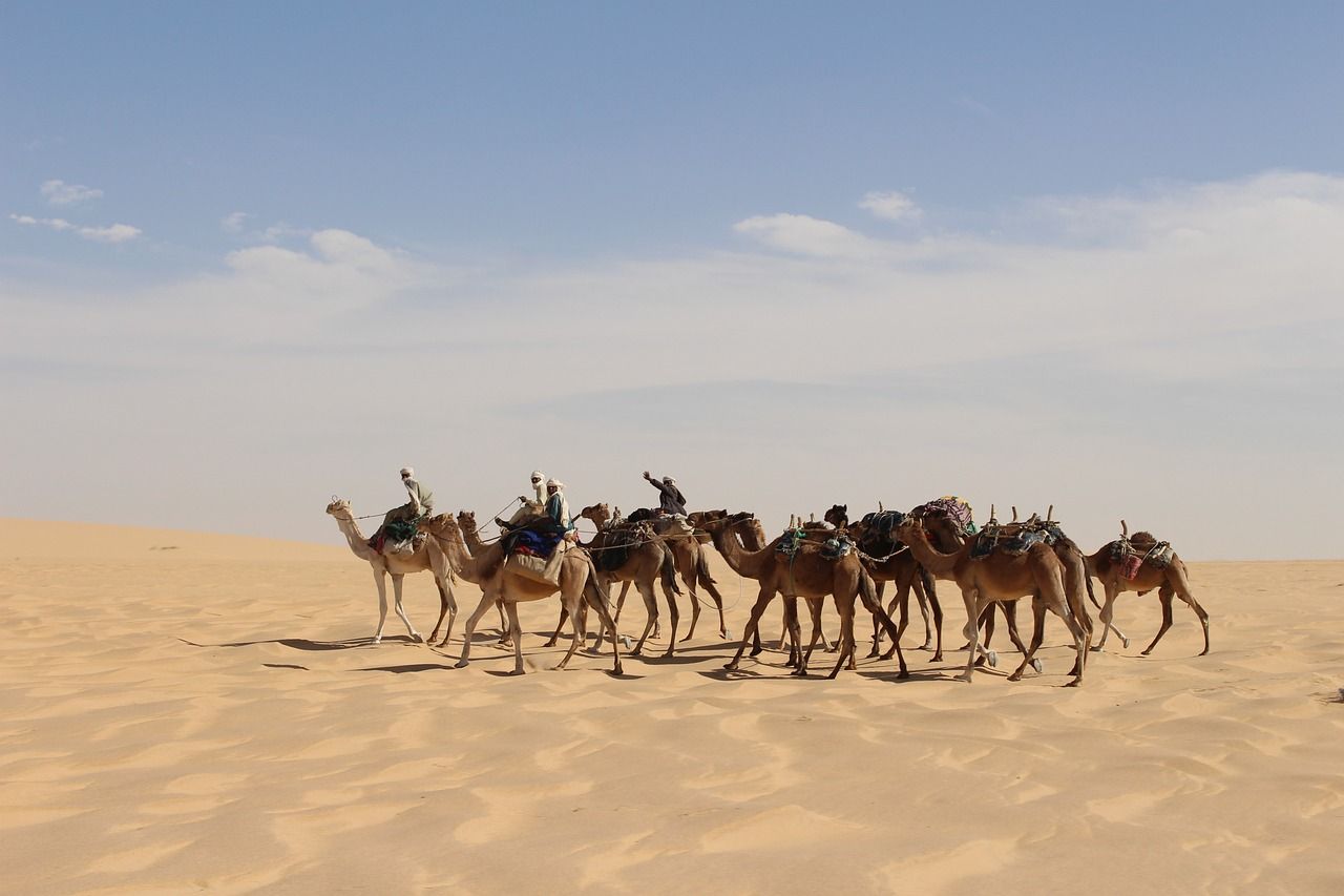 Camels in the Sahara Desert