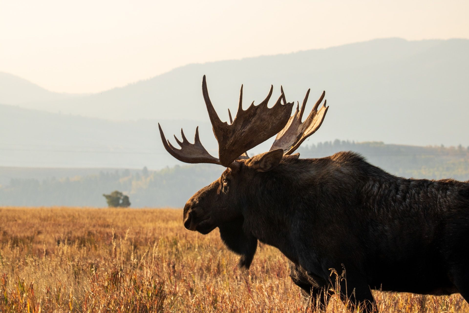 A moose, the gentle giant of Jackson Hole's wilderness, calmly grazes.