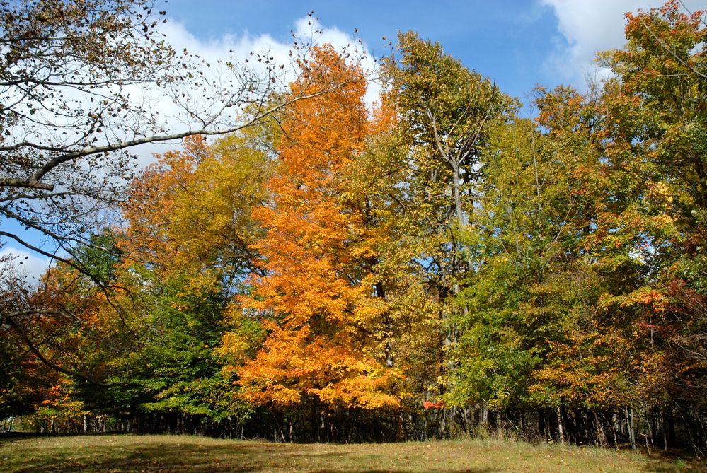 Fall trees in Rochester NY