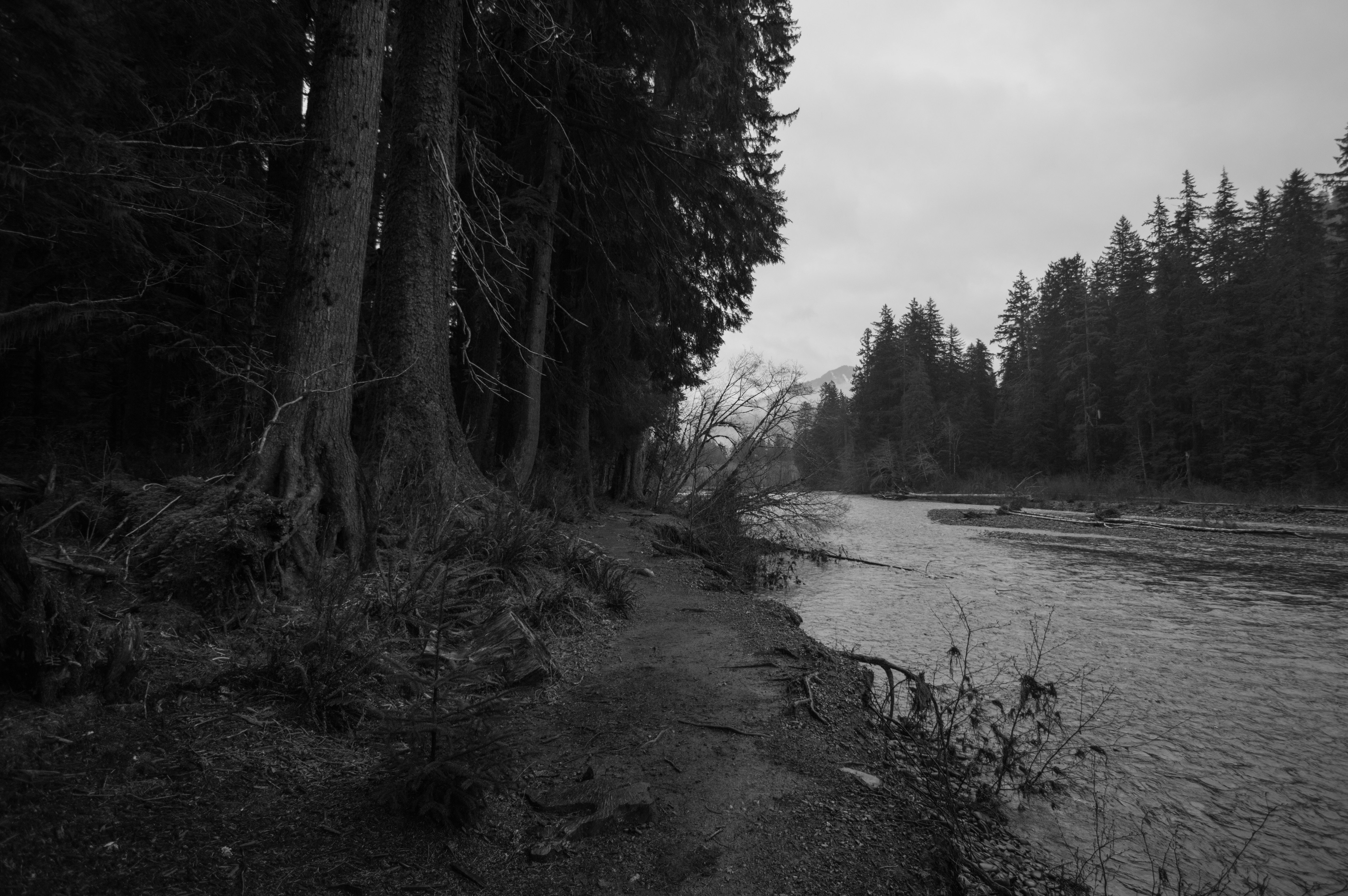 Black and white forest scene in Forks, WA