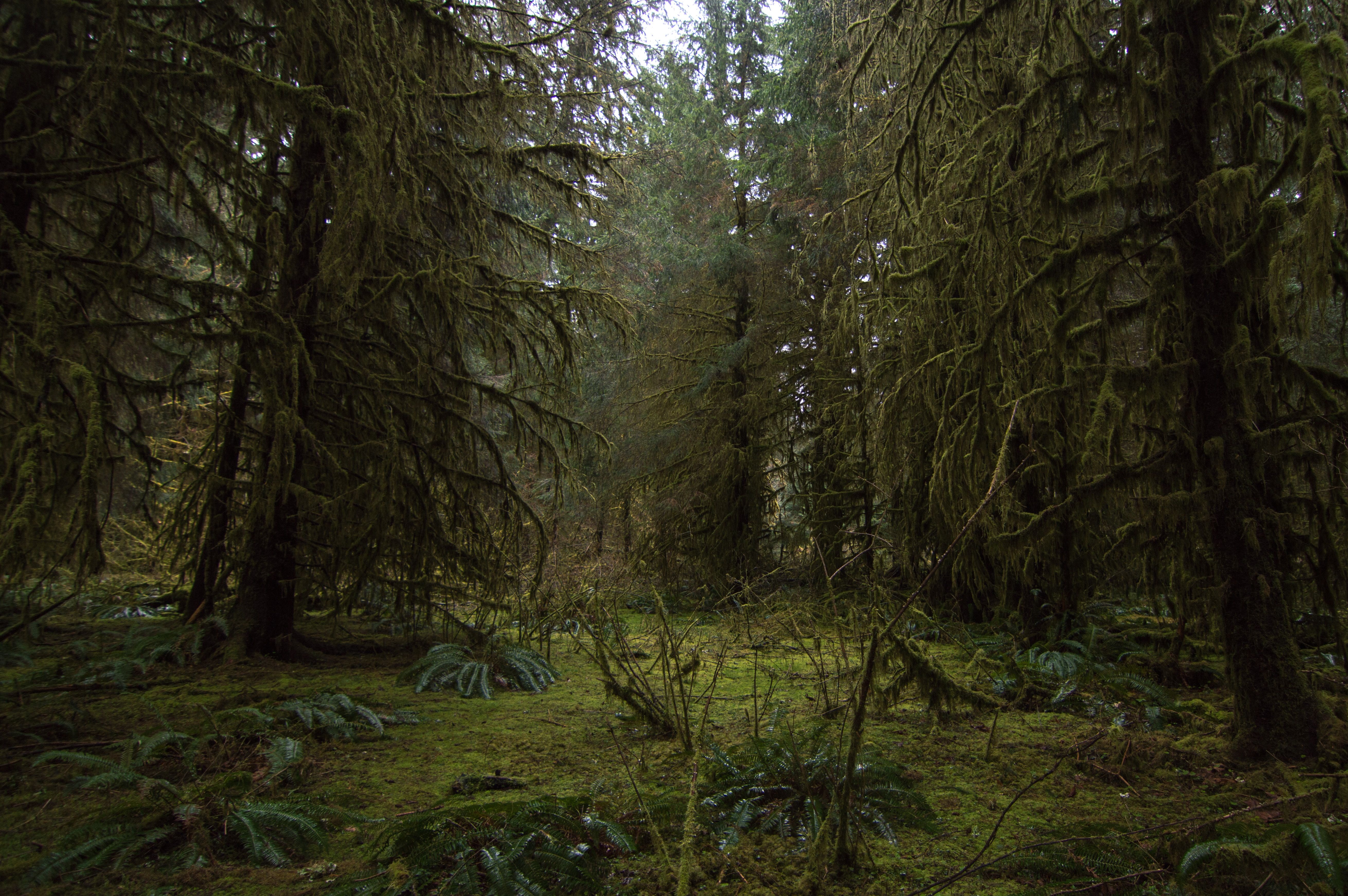 Forks, Washington woodland scene