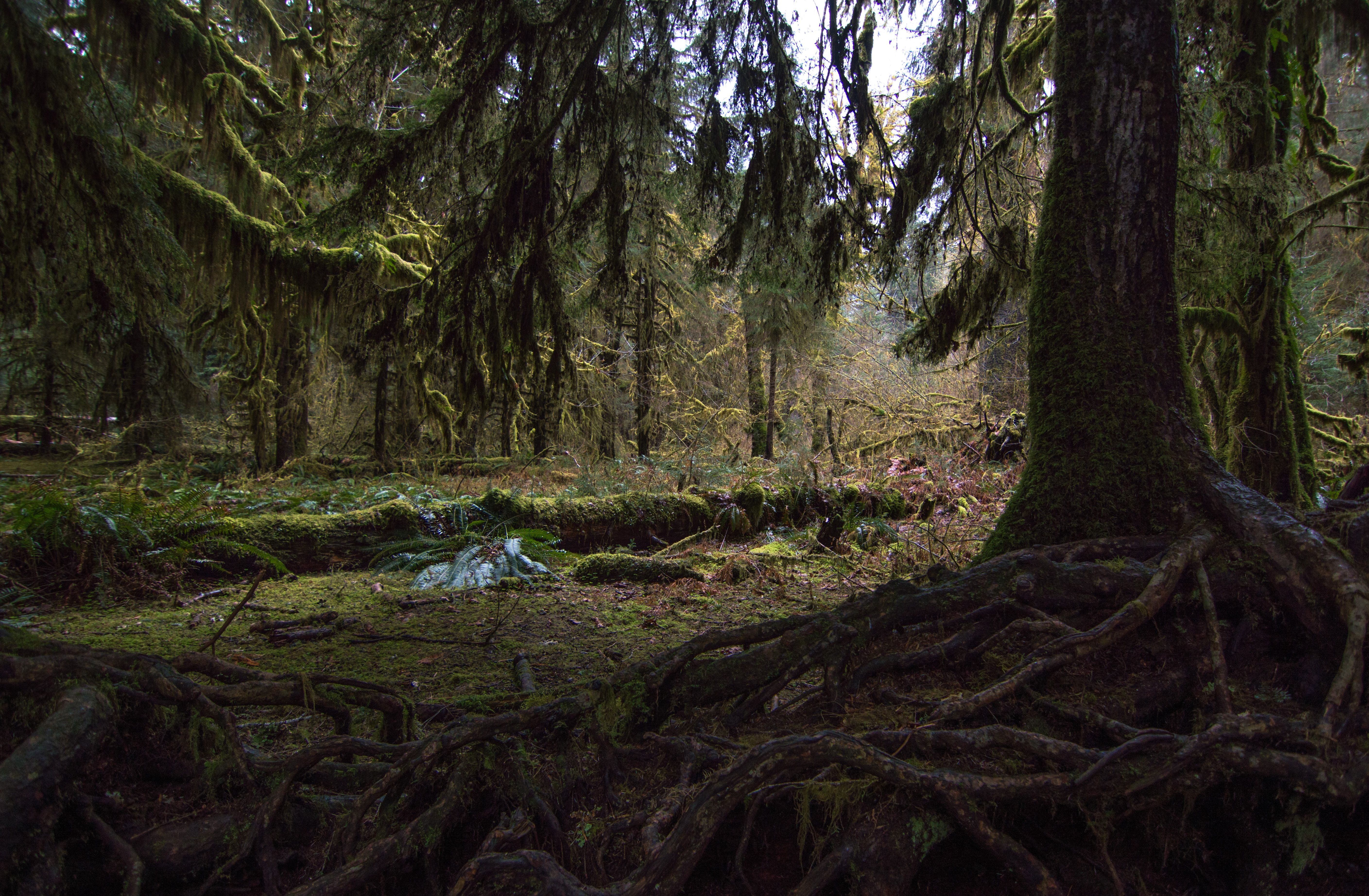 Inside of the forest scene in Forks, Washington