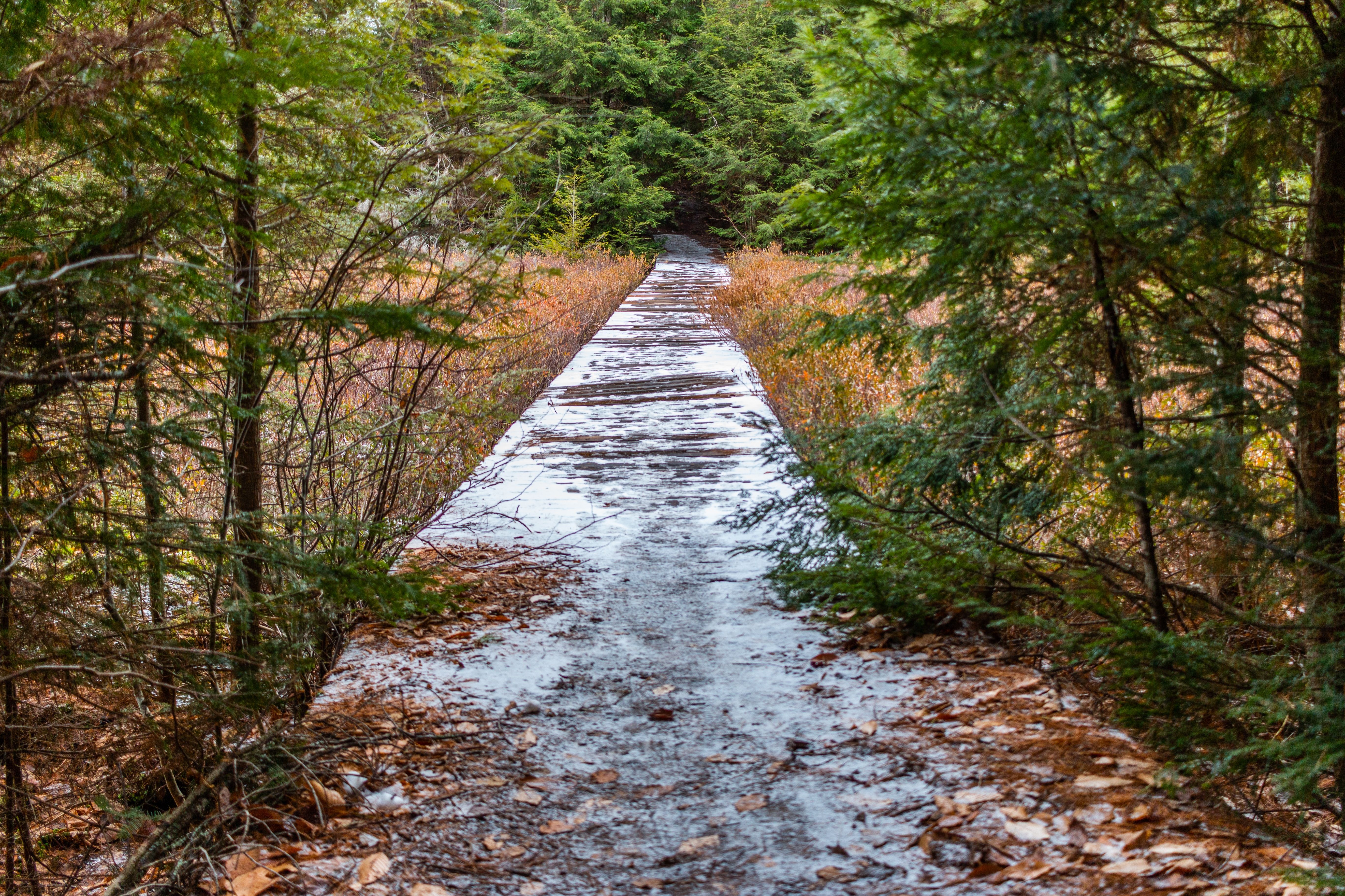 Hemlock-Maple Loop Trail