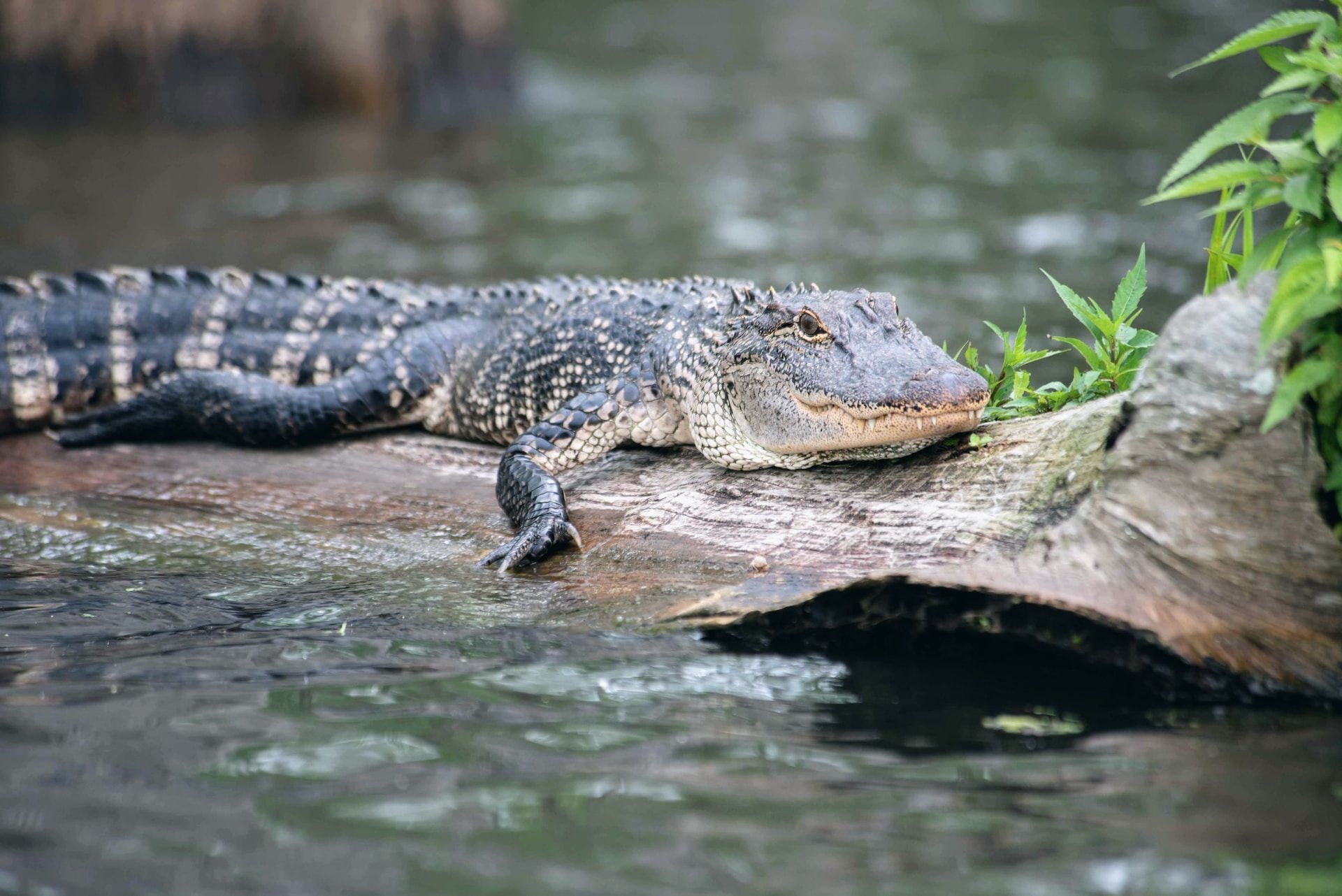 10 Best Campgrounds To Book In Louisiana This Fall (Including Some ...