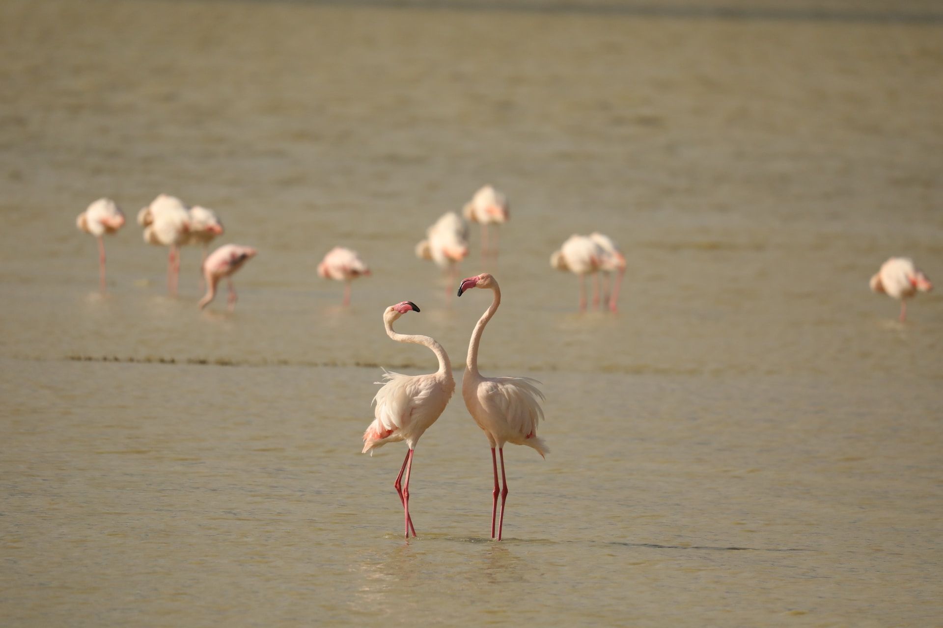 Flamingos standing in shallow water, Ngorongoro Crater, Tanzania