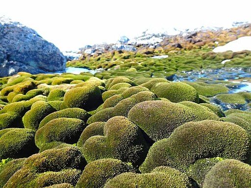Moss Beds in East Antarctica