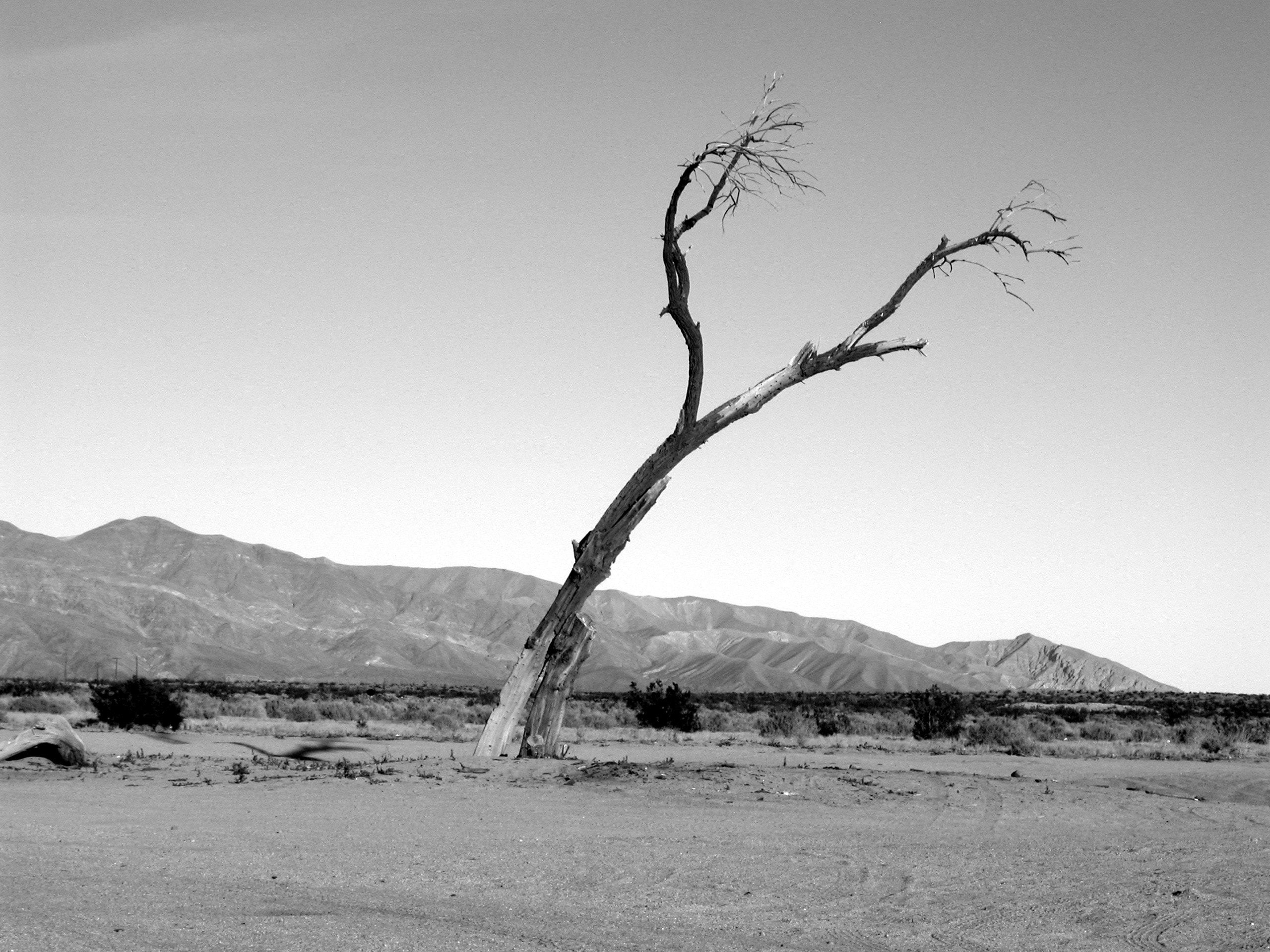 Grayscale image of a lone tree in Anza-Borrego Desert State Park, Borrego Springs, United States