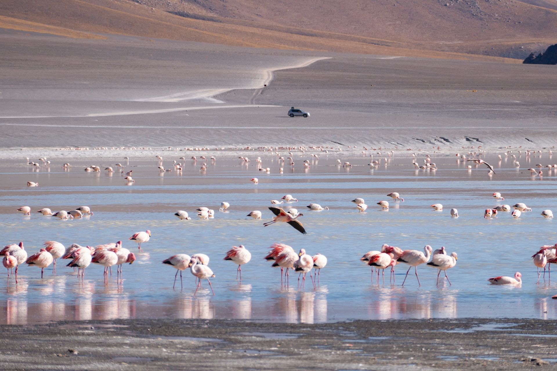 10 Best Countries Where You Can Spot Flamingos