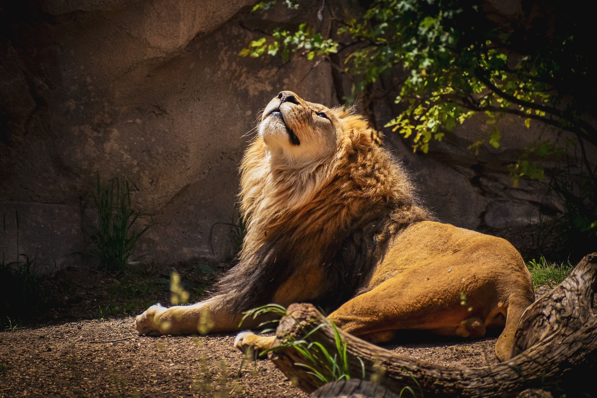 One of the Denver Zoo's lions soaking in some sun in Denver, Colorado