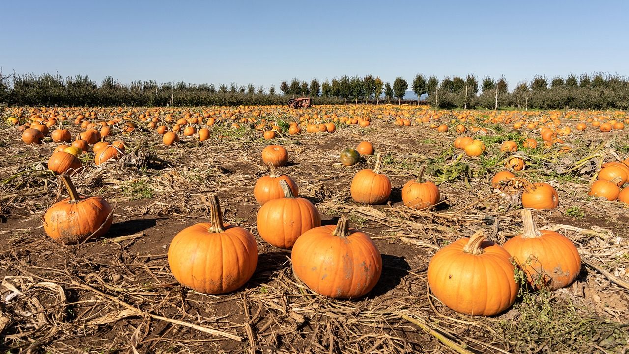 Fall In Arkansas: Why You Should Visit The State's Largest Pumpkin ...