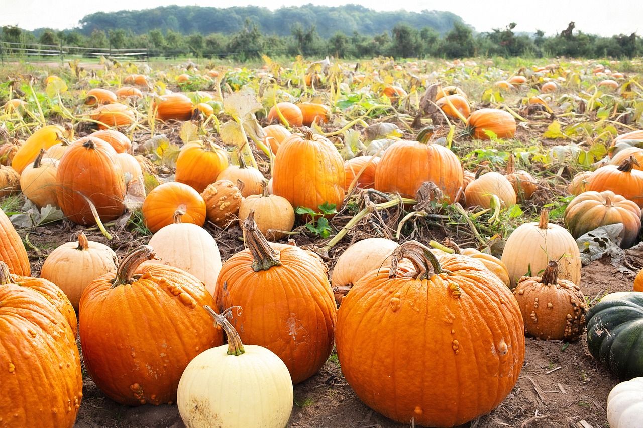 These Are The 10 Biggest (And Best) Pumpkin Patches In The Country