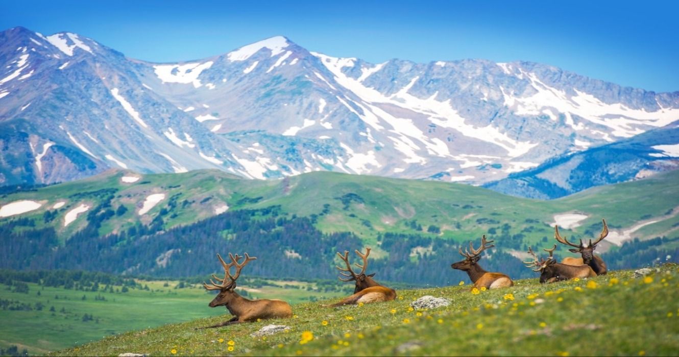 Resting North American Elks on the Rocky Mountain Meadow around Estes Park, Colorado, USA