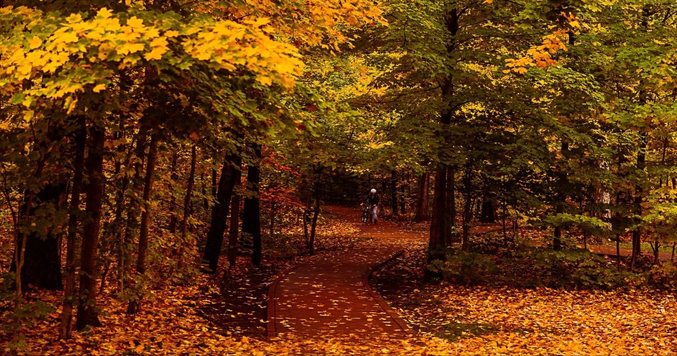 Fall foliage in the autumn amid trees on a forest pathway in Bloomington, Indiana, USA