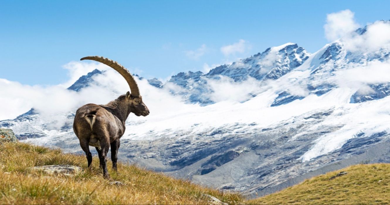 An Alpine Ibex (Capra ibex) overlooking the snow-capped mountains in Gran Paradiso National Park, Italy