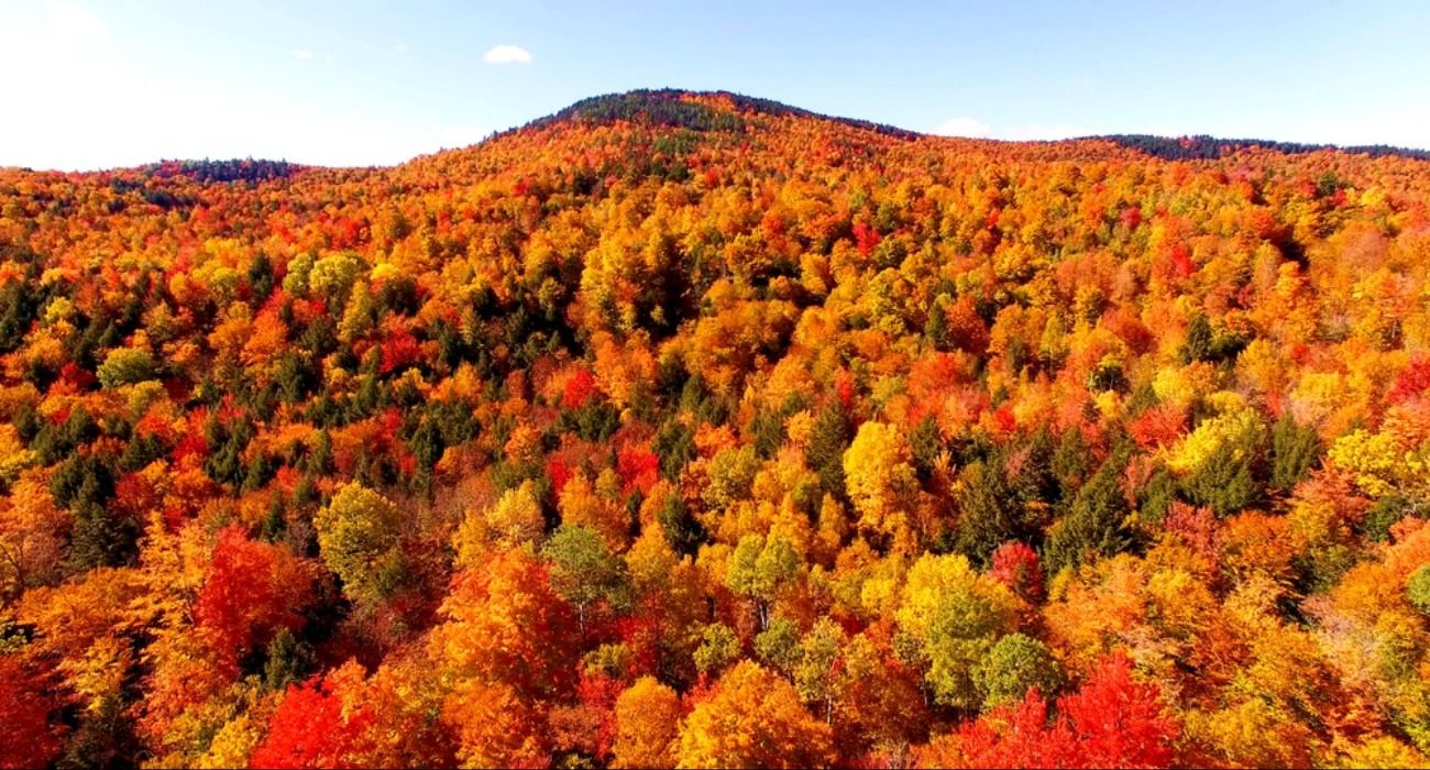 A view of beautiful fall foliage in Maine in the autumn, taken in the forests of Newry, Maine, USA